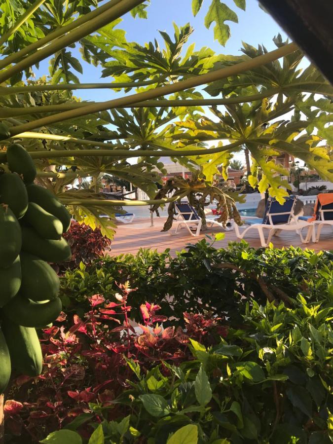 Apartamento Las Vistas Beach - Tenerife Royal Gardens Playa de las Américas Extérieur photo